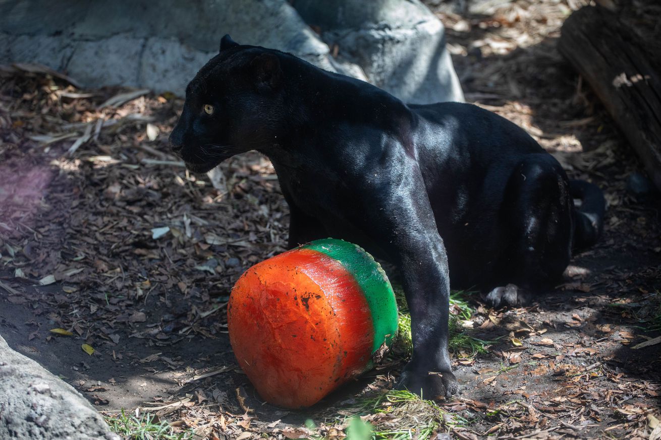 A black jaguar stands by an ice popsicle to cool off during the heat waves season, at Chapultepec Zoo, in Mexico City, Mexico on June 13, 2024. Several species of animals are fed with colored ice popsicles made with vegetables and meat to cool off due to the heat waves season and as part of the environmental enrichment they receive at the Zoo. At least 90 people have died due to the heat waves season in the country this year.