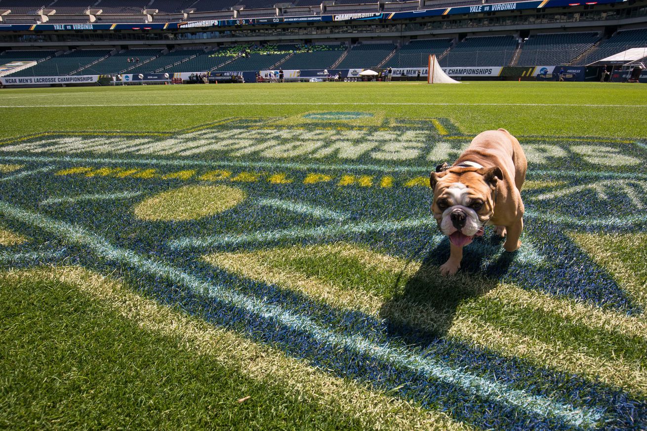 he Yale Bulldogs mascot Handsome Dan XVIII walks across the field before the men’s NCAA lacrosse national championship game against the Virginia Cavaliers at Lincoln Financial Field.