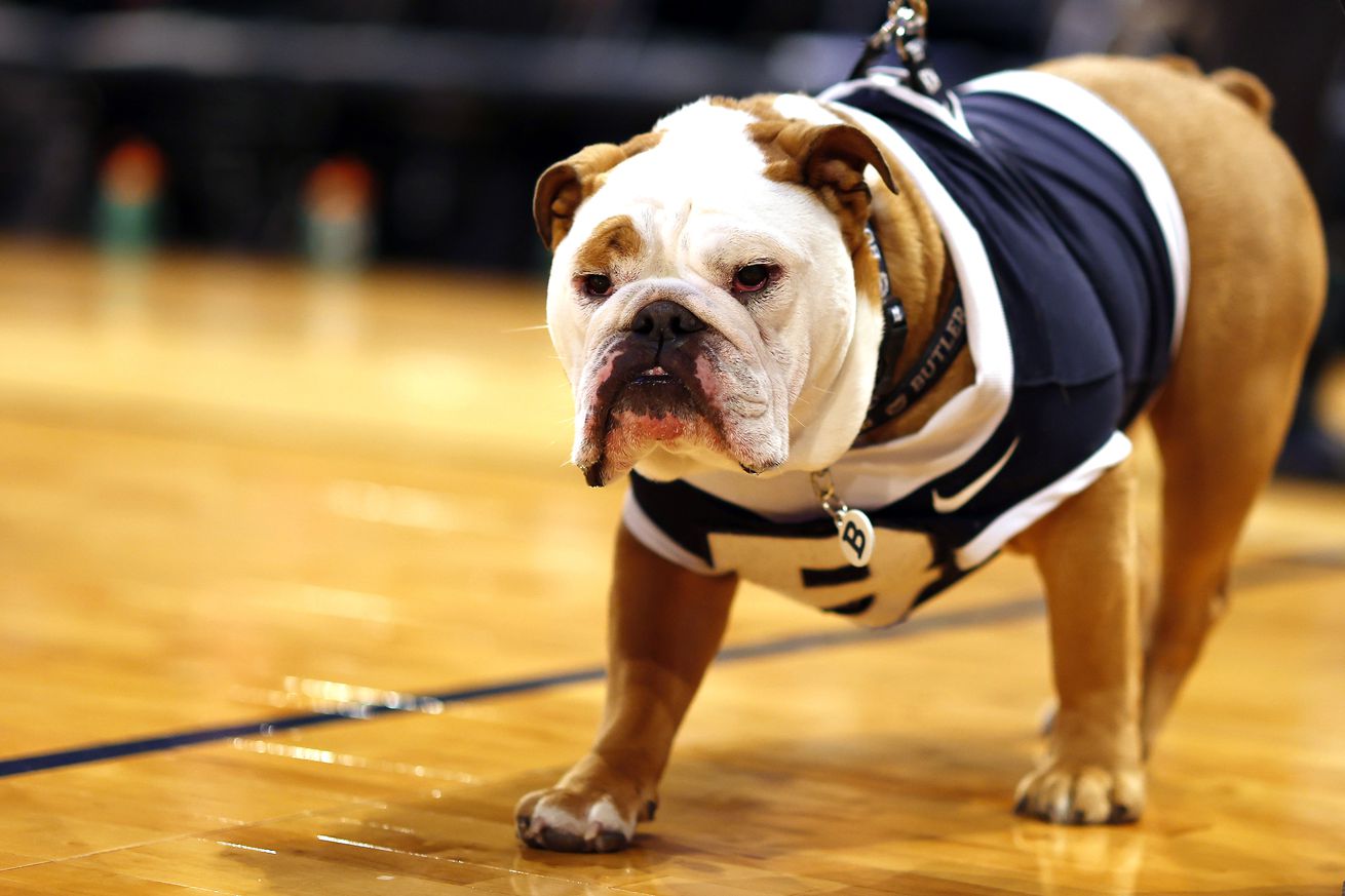 The Butler Bulldogs mascot, Butler Blue IV, looks on in the first half against the Xavier Musketeers during the First Round of the Big East Basketball Tournament at Madison Square Garden on March 13, 2024 in New York City.