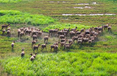 Wild Elks Play at Wetland in Yancheng