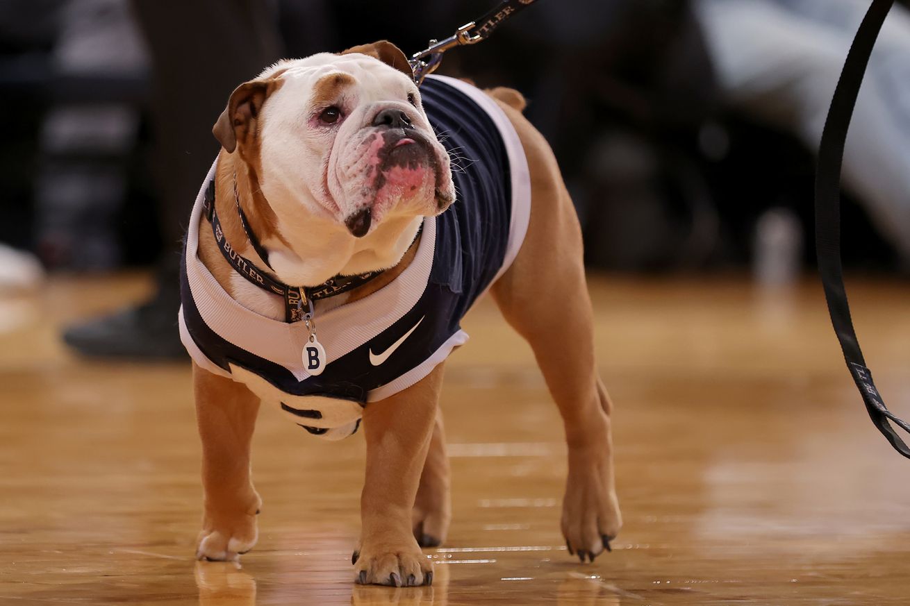 Butler Bulldogs mascot Blue IV on the court during a time out during the second half against the Xavier Musketeers at Madison Square Garden.