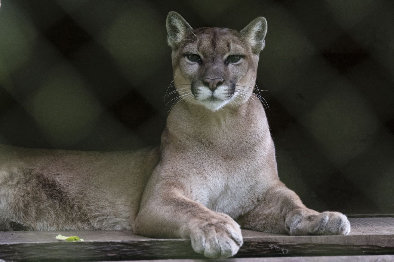 A mountain lion (Puma concolor) is pictured at the Wildlife Rescue Center in Alajuela, Costa Rica, on September 16, 2024. 