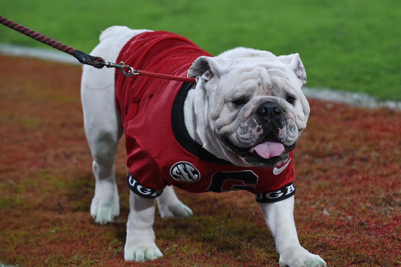 Georgia Bulldogs mascot Uga XI looks on during the college football game between the Mississippi State Bulldogs and the Georgia Bulldogs on October 12, 2024, at Sanford Stadium in Athens, GA.