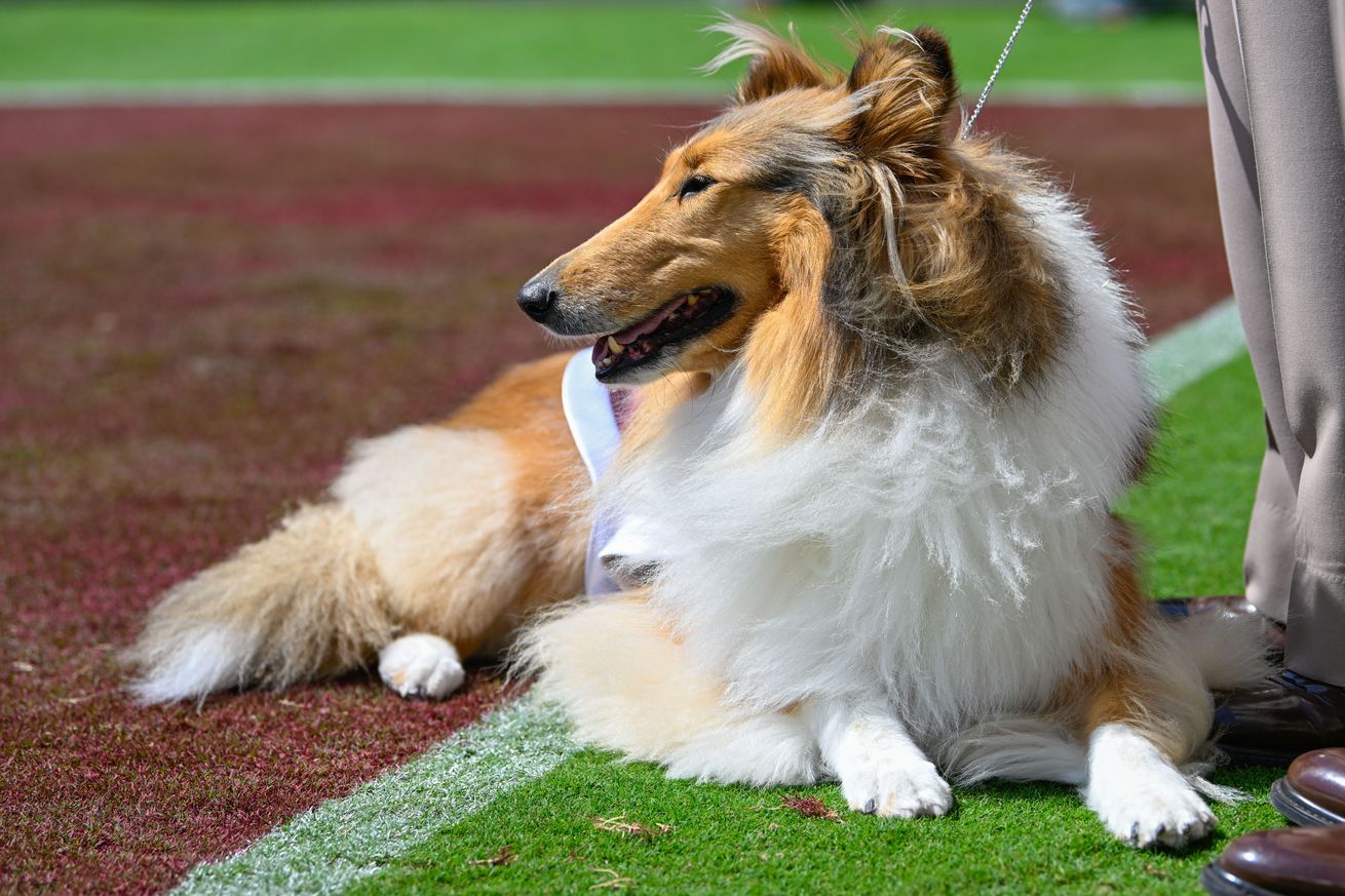 Aggie mascot Reveille X watches the team warm up before the football game between the McNeese State Cowboys and Texas A&M Aggies on September 7, 2024, at Kyle Field in College Station, Texas.