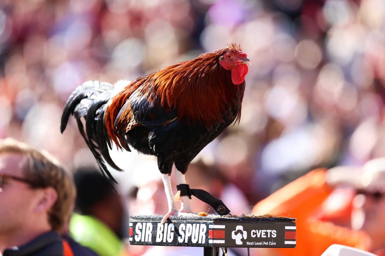 Sir Big Spur, the mascot for the South Carolina Gamecocks, stands on the sidelines as the South Carolina Gamecocks take on the Clemson Tigers at Memorial Stadium on November 30, 2024 in Clemson, South Carolina.