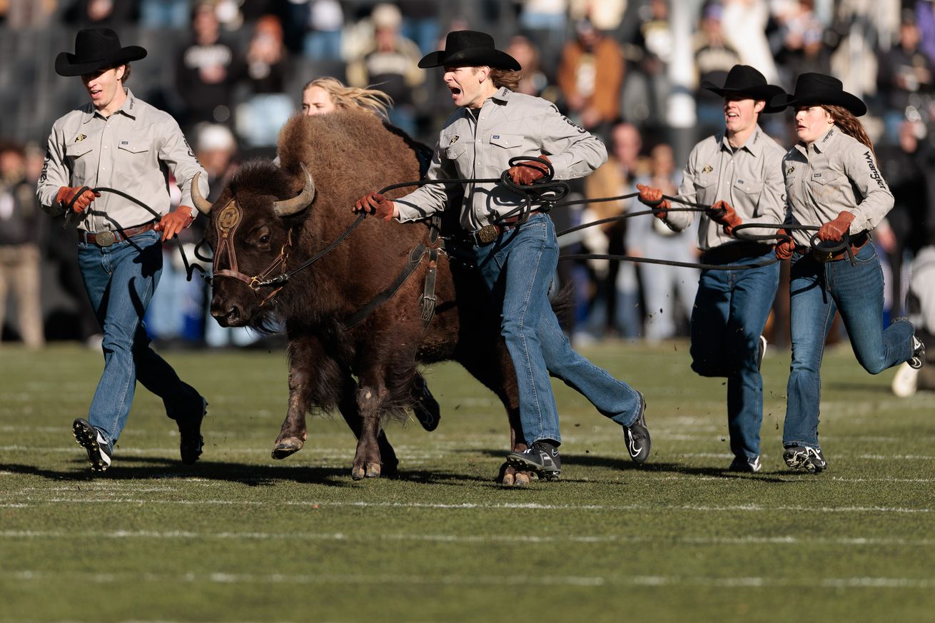 Colorado Buffaloes live mascot Ralphie runs on the field prior to the game against the Oklahoma State Cowboys at Folsom Field on November 29, 2024 in Boulder, Colorado.